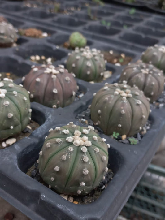 Astrophytum Aesteria