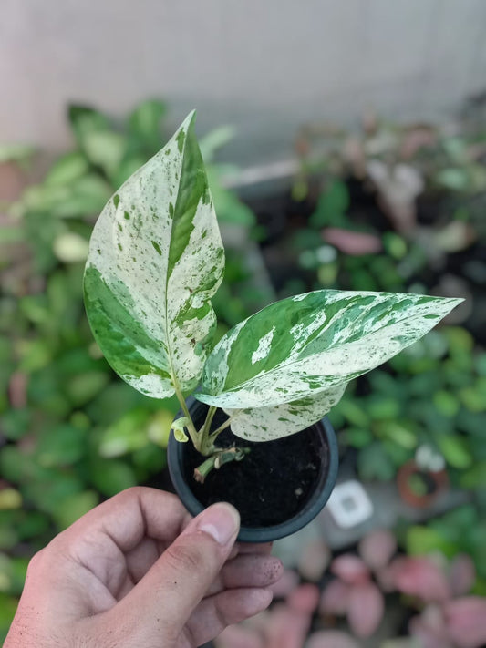 Epipremnum pinnatum marble