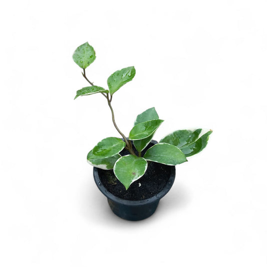 Hoya Carnosa - Krimson Queen