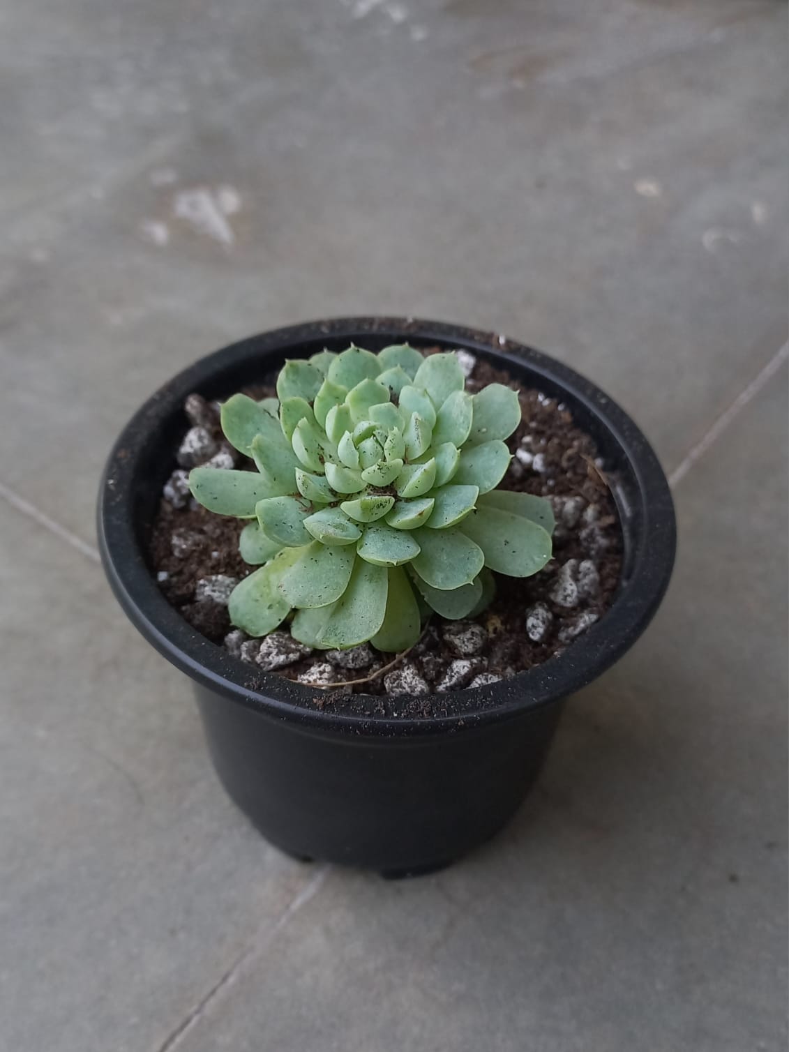 Echeveria