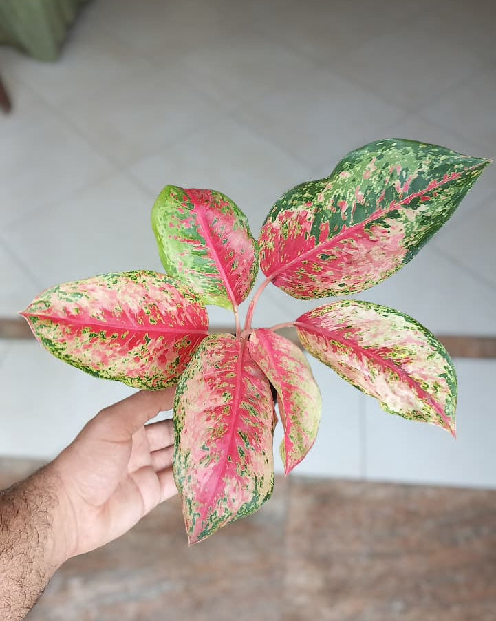 Aglaonema Red Valentine