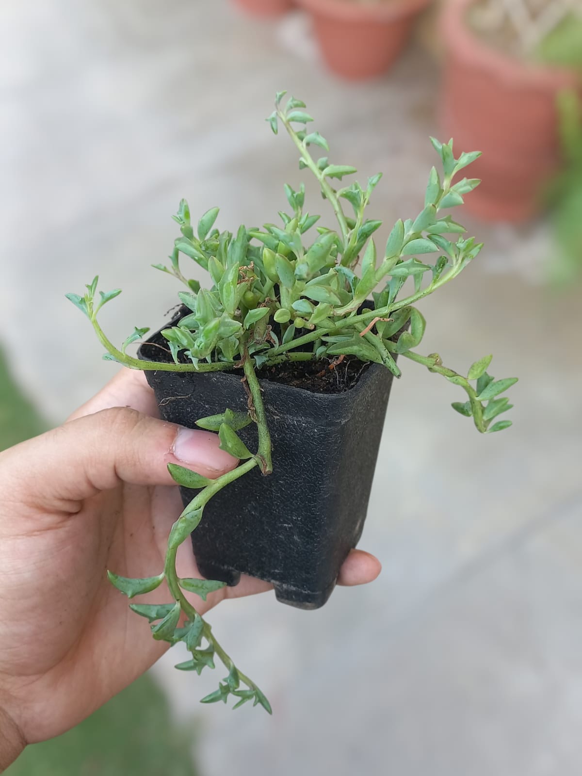String of dolphins
