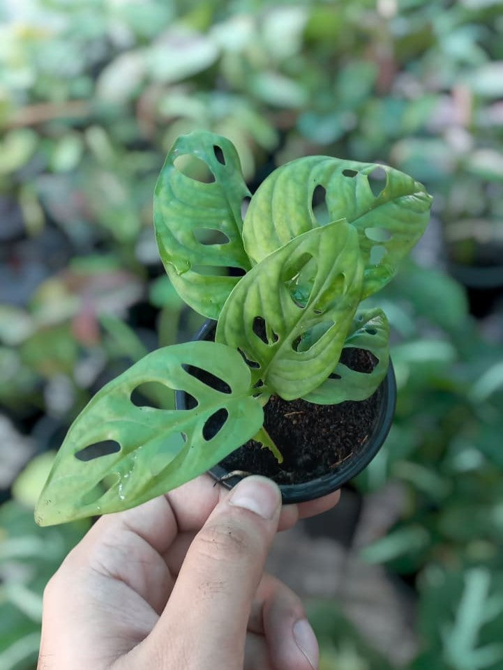 Monstera Adansonii
