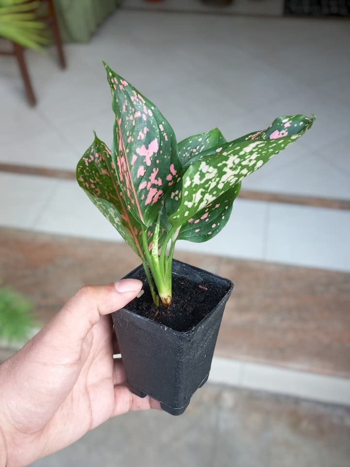 Pink Dalmation Aglonema