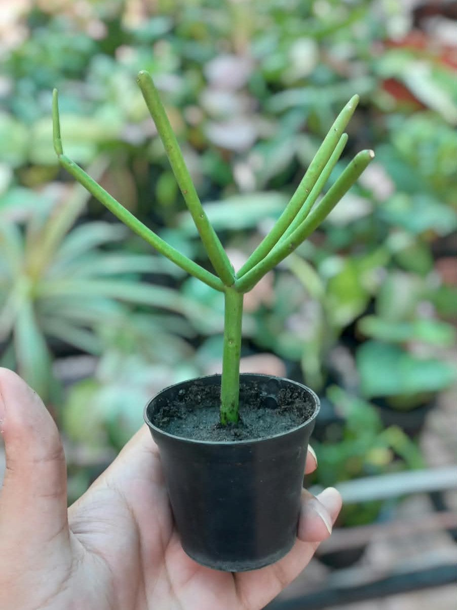 Pencil Cactus