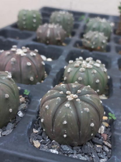 Astrophytum Aesteria