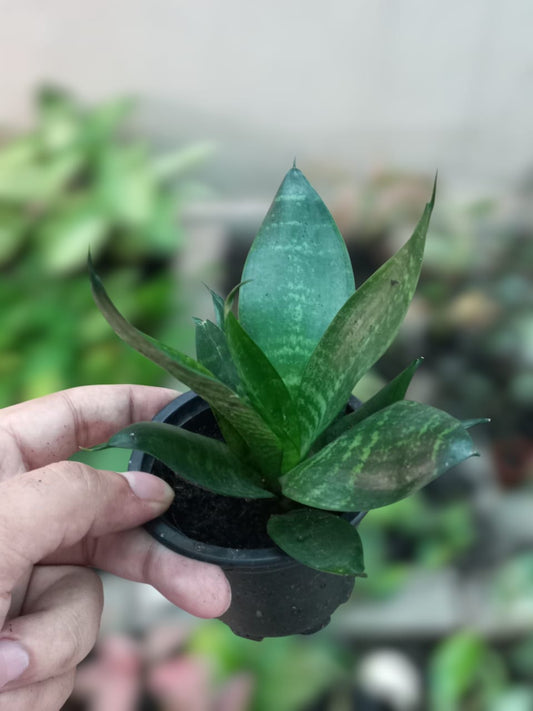 Dwarf sanseveria
