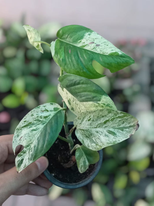 Epipremnum pinnatum marble