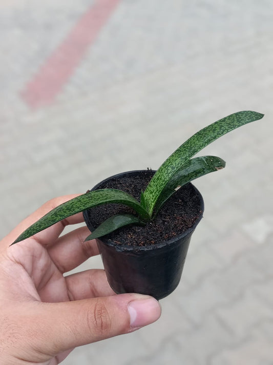 Gasteria