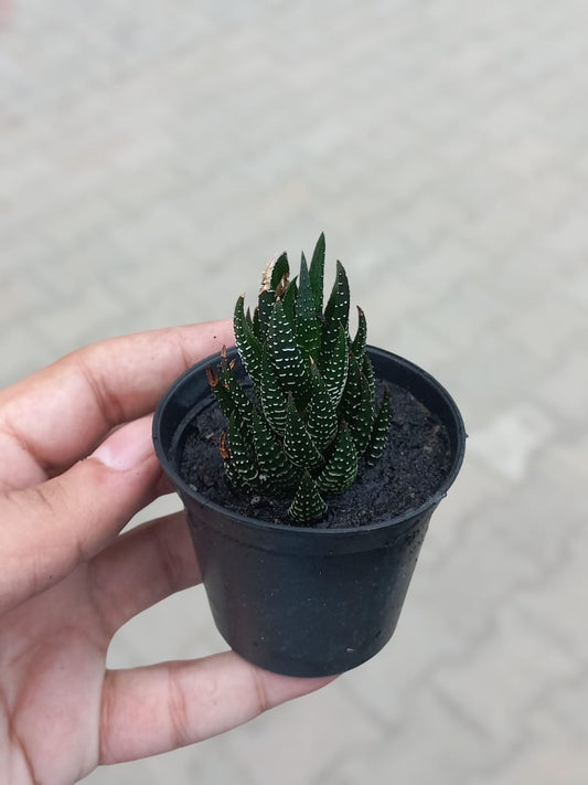 Haworthia tower