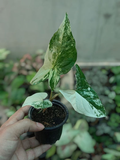Syngonium Albo Variegata
