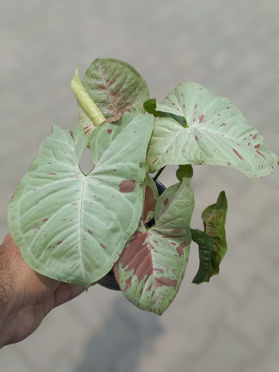 Syngonium Milk Confetti