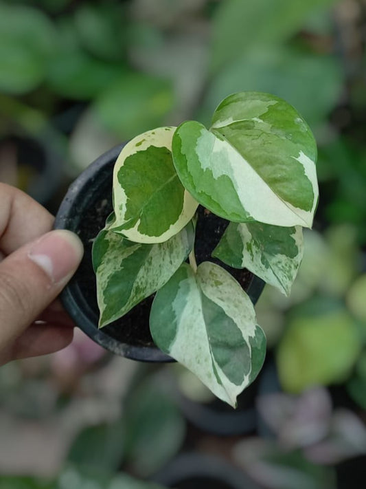 N'joy pothos