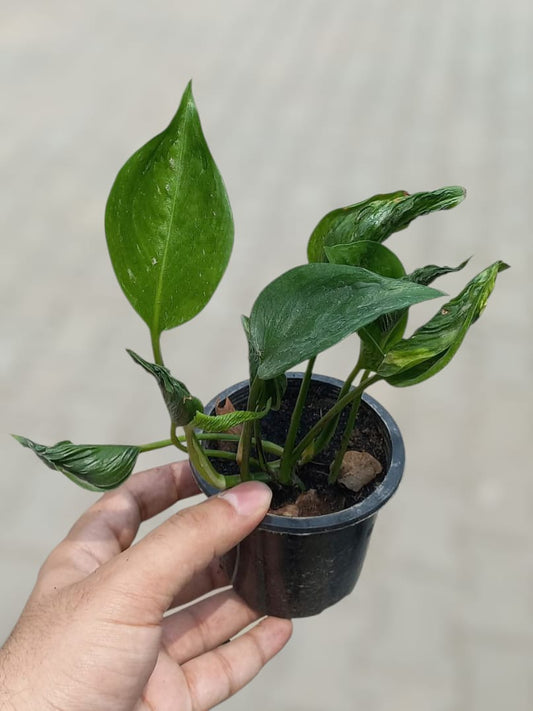Sleeping pothos