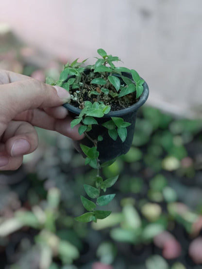 Turtle vine