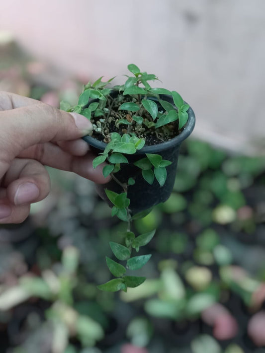Turtle vine