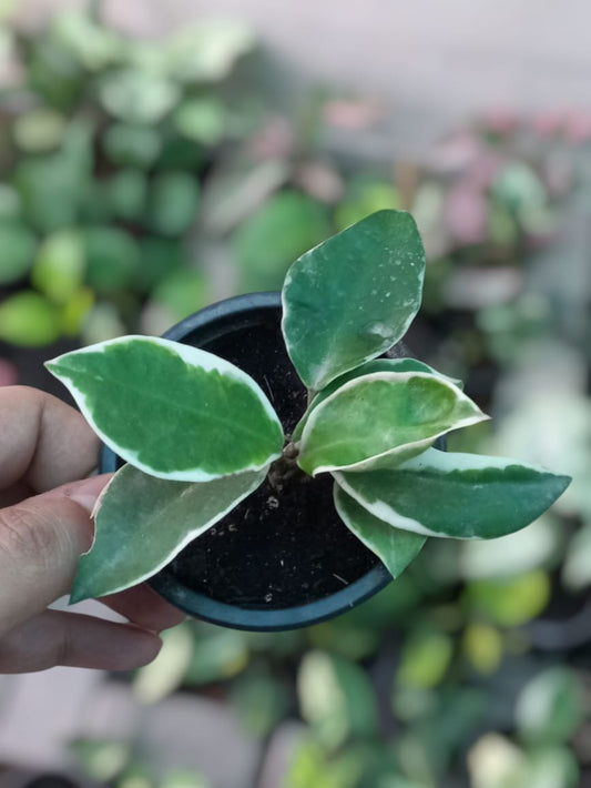 Hoya Carnosa - Krimson Queen
