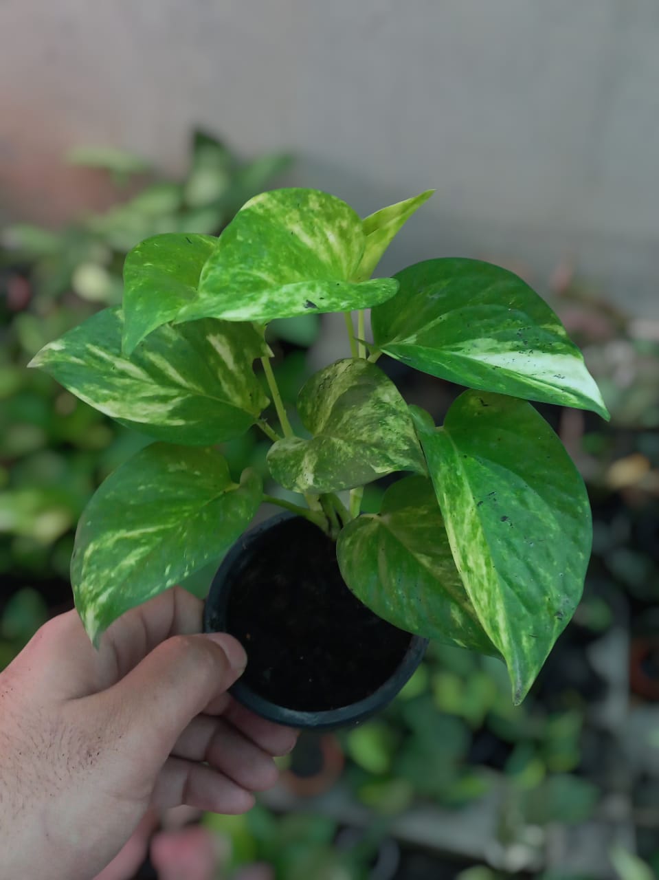 Golden Pothos