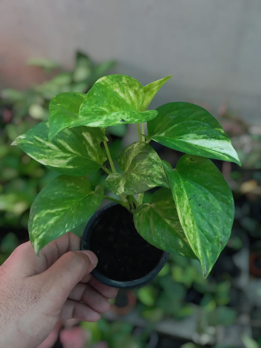 Golden Pothos