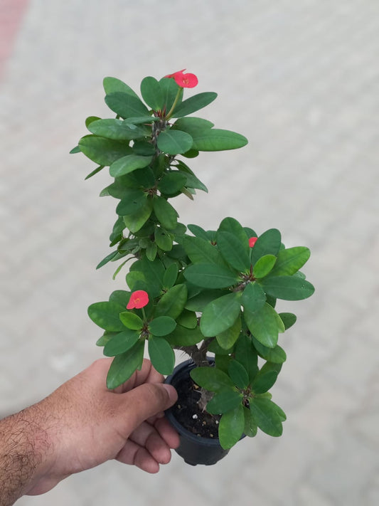 Euphorbia milii - Dwarf Crown of Thorns