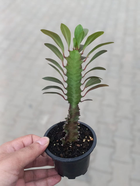 Euphorbia Trigona