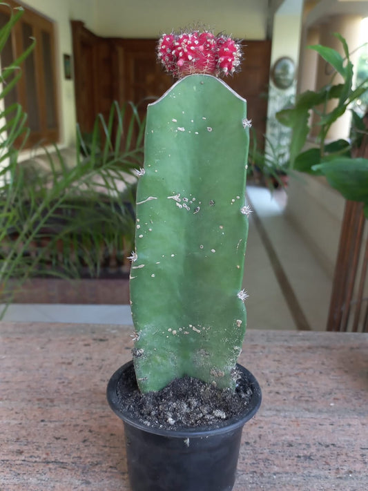 Moon cactus - Red