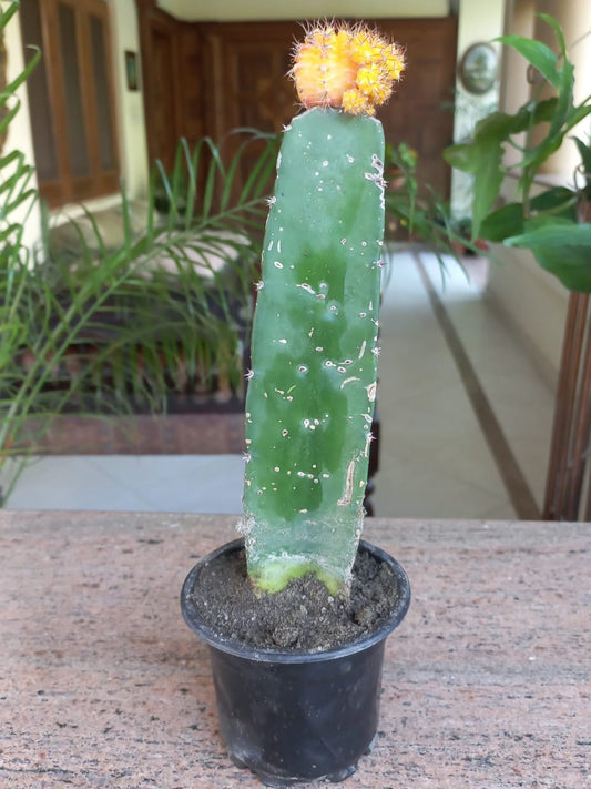 Moon cactus - Yellow