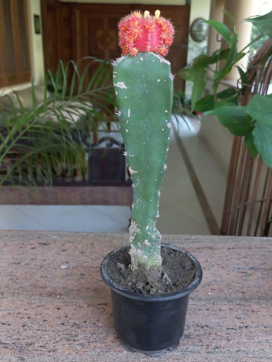 Moon cactus - Red