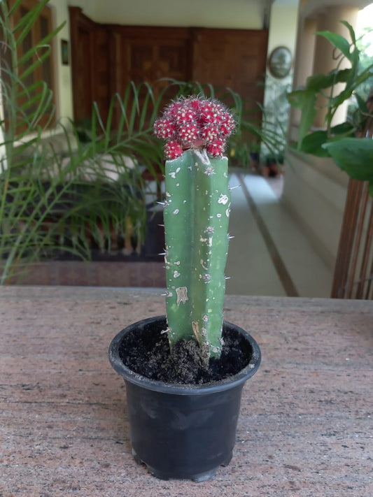 Moon cactus - Maroon