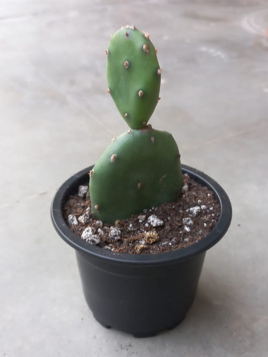 Prickly Pear Cactus - Spineless