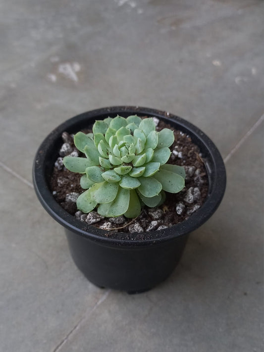 Echeveria