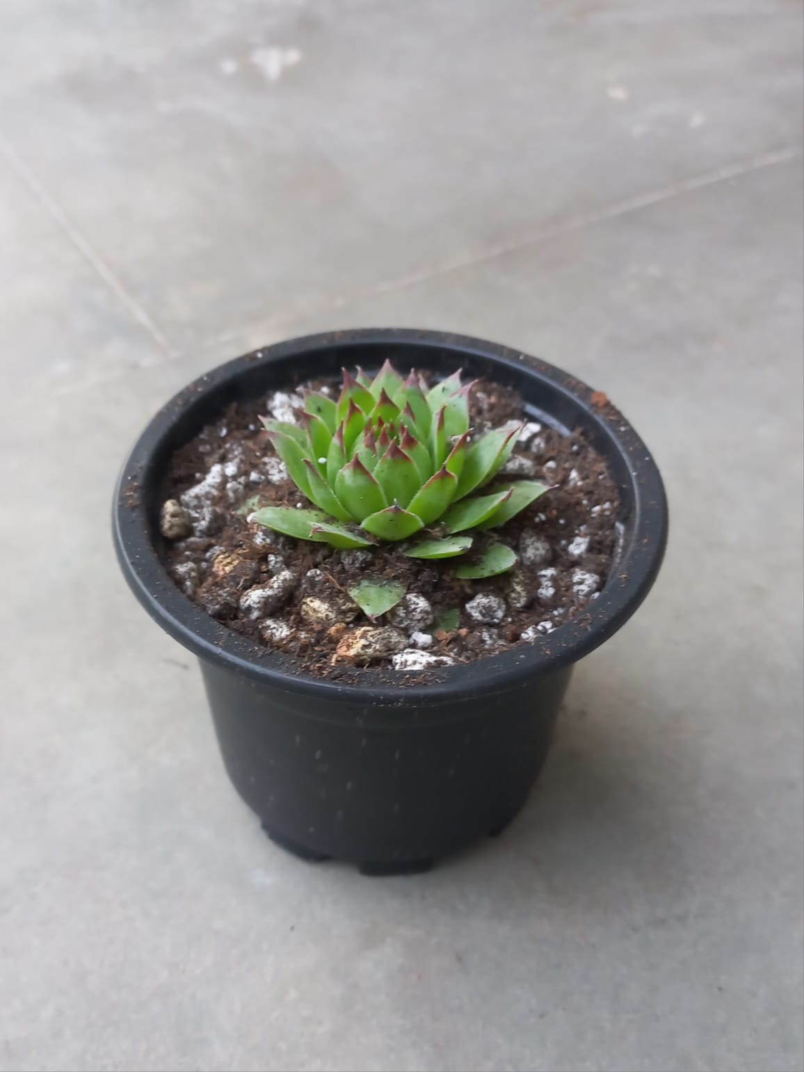 Sempervivum