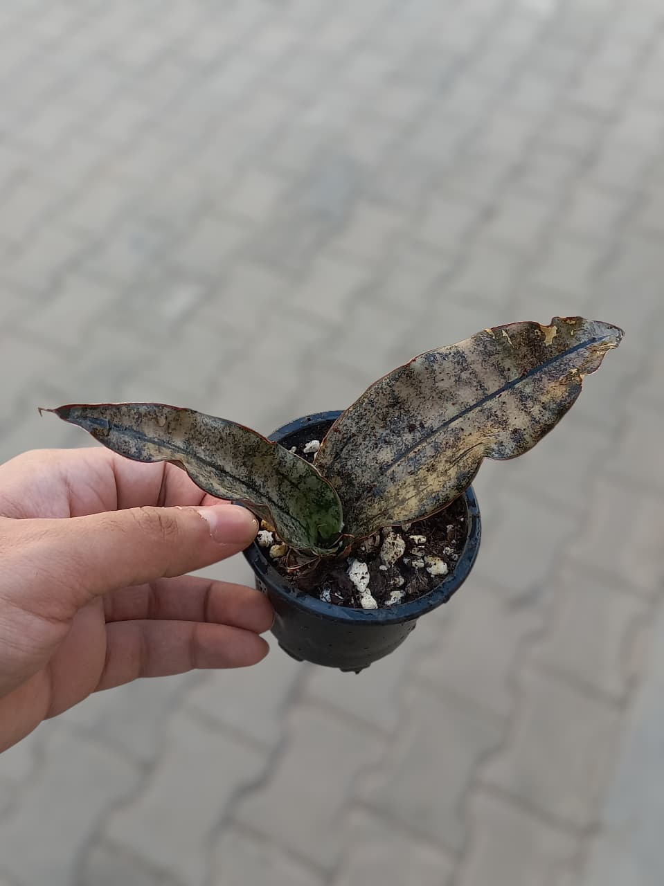 Sansevieria Coppertone Kirkii