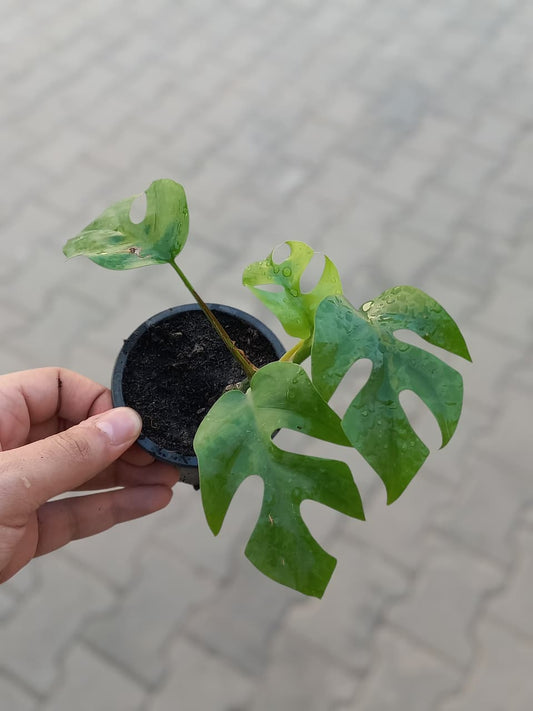 Monstera Ginny