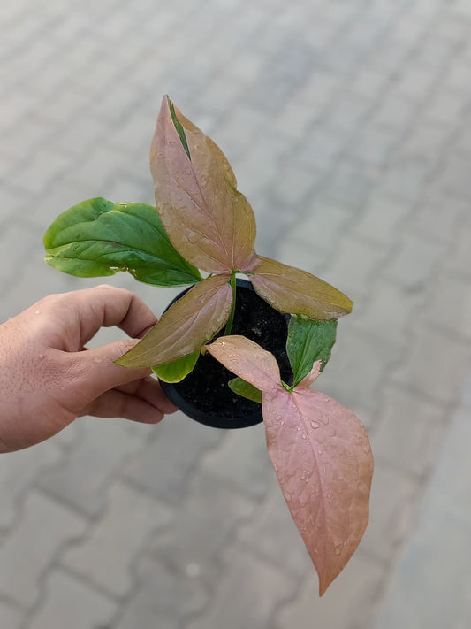 Syngonium Pink Splash
