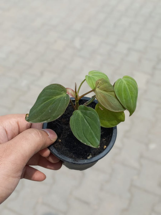Philodendron Micans