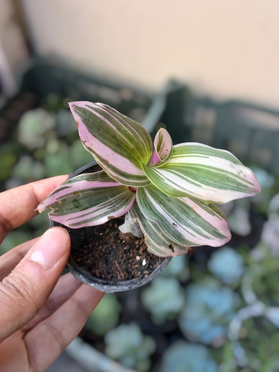 Nayouk Pink Tradescantia