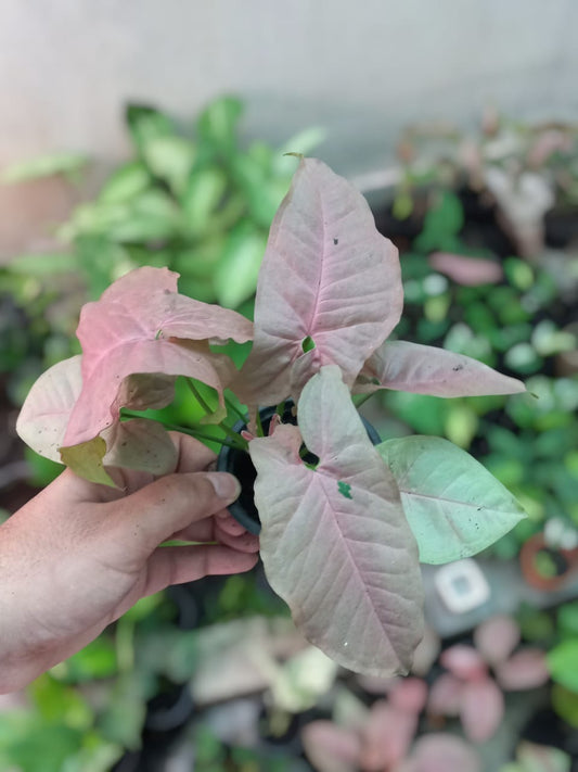 Pink syngonium