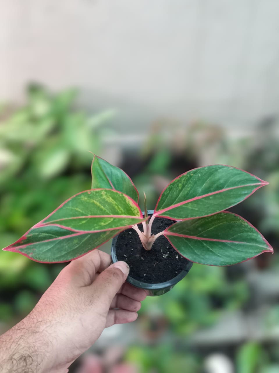 Red Lipstick Aglaonema