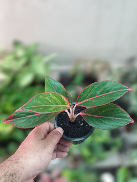Red Lipstick Aglaonema