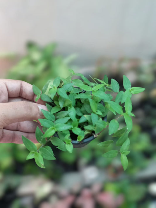 Turtle vine