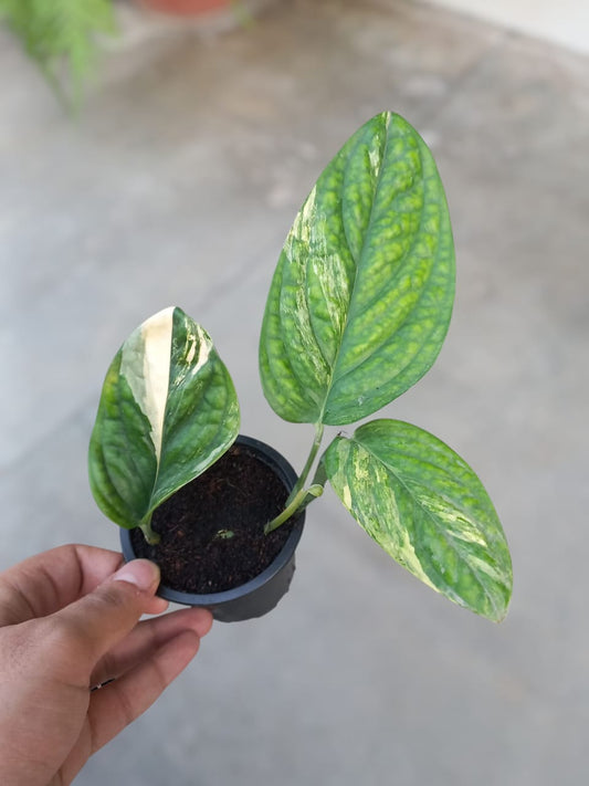 Monstera Peru Variegated
