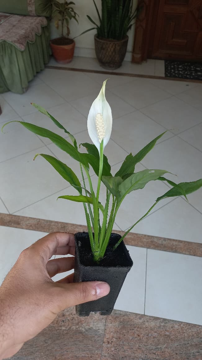 Peace lily