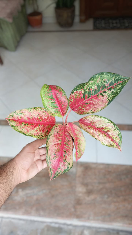 Aglaonema Red Valentine
