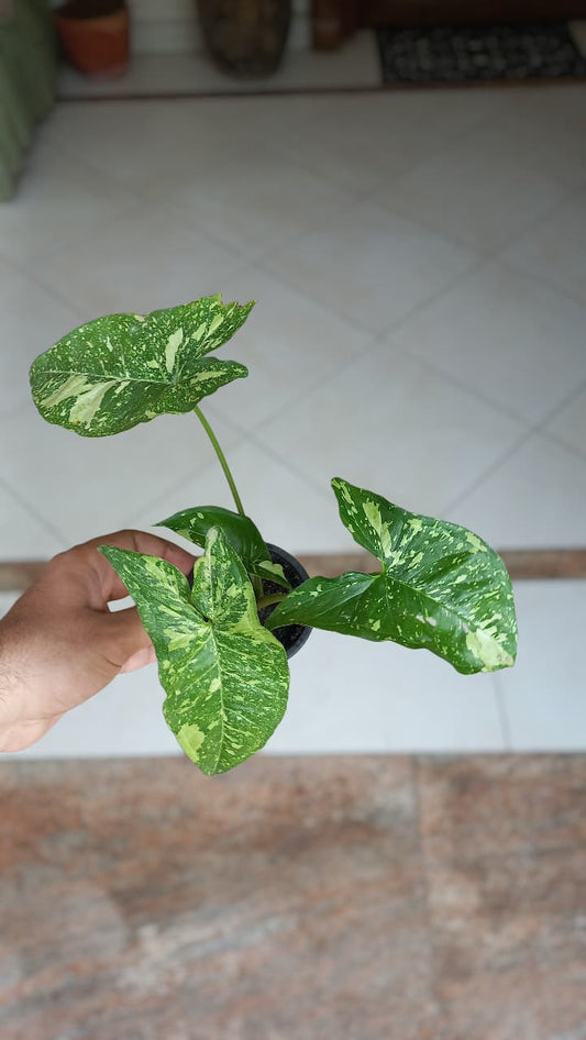 Panda Galaxy Syngonium