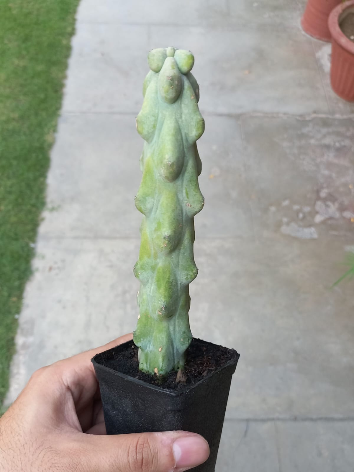 Boobie Cactus (Myrtillocactus Geometrizans Fukurokuryuzinboku)
