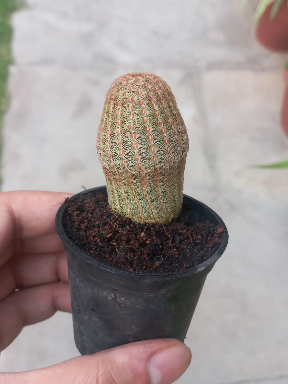 Rainbow cactus