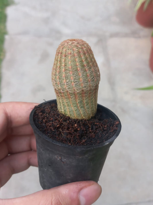 Rainbow cactus