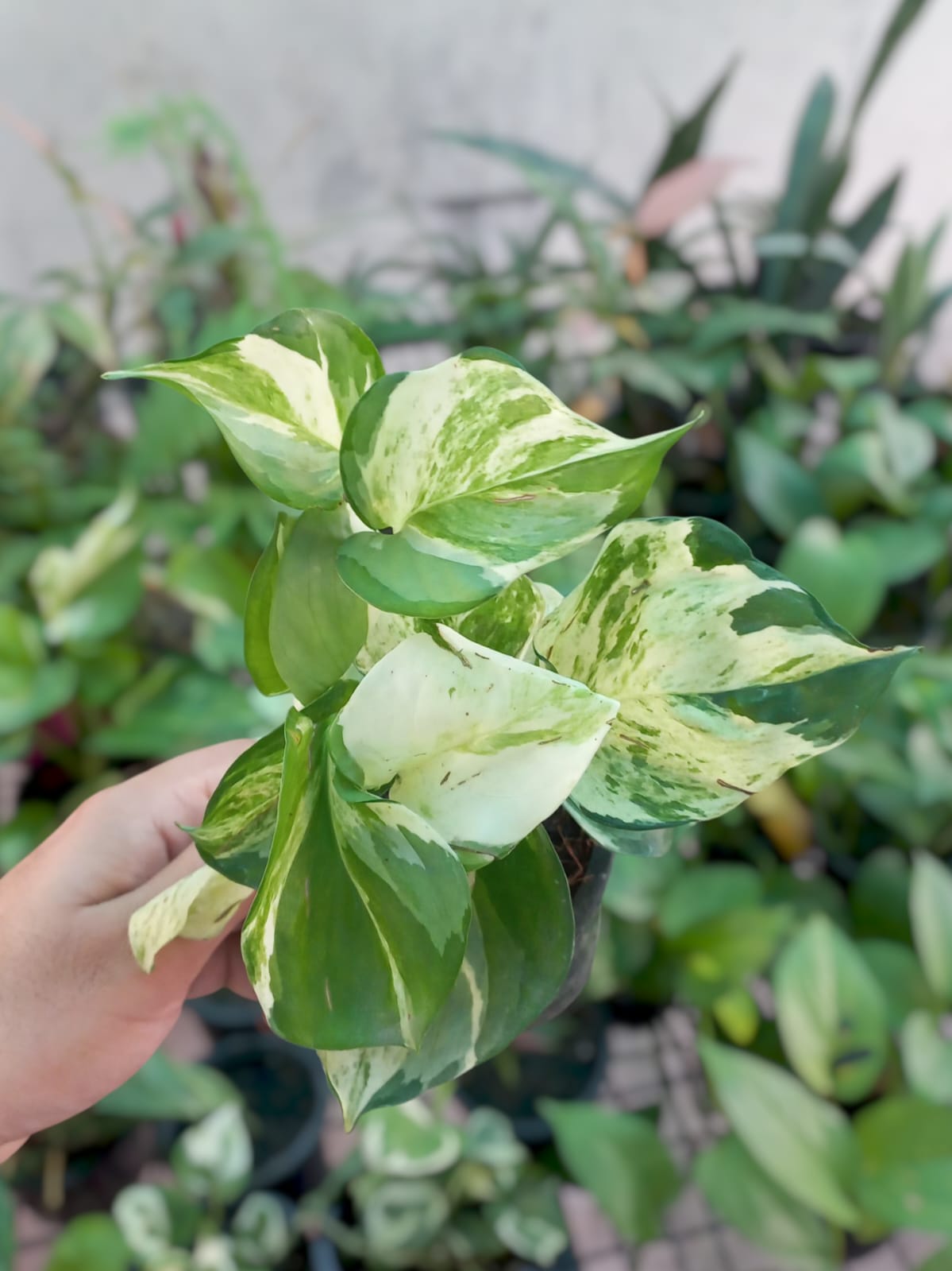 Manjula pothos