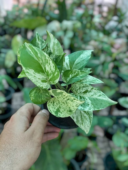 Marble Queen Pothos